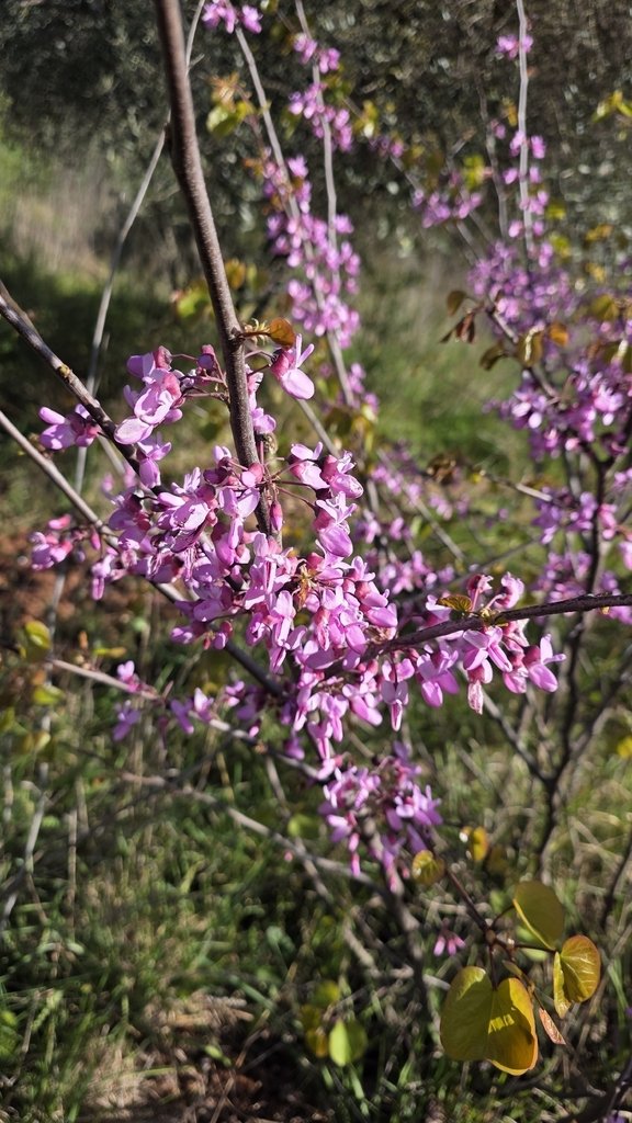 Cercis siliquastrum photograph 5