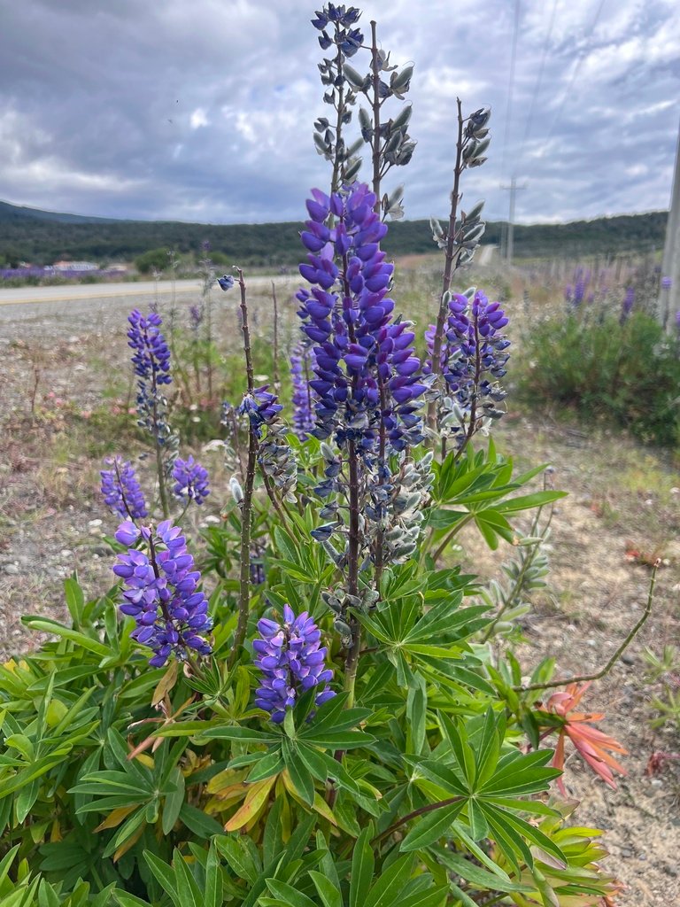 Lupinus polyphyllus photograph 6