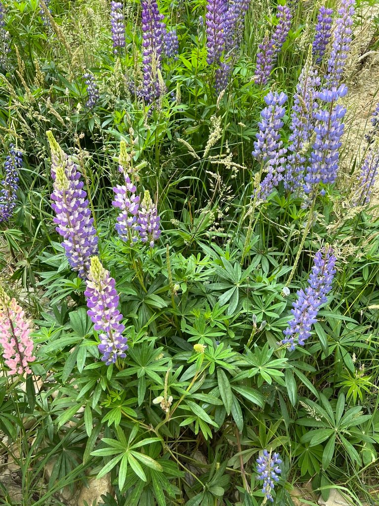 Lupinus polyphyllus photograph 2