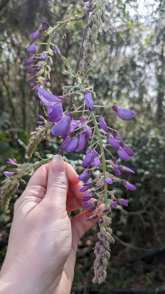 Wisteria sinensis photograph 3