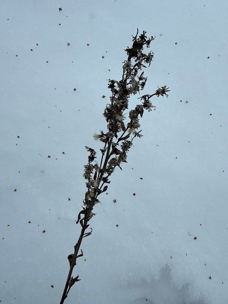 Solidago virgaurea photograph 2