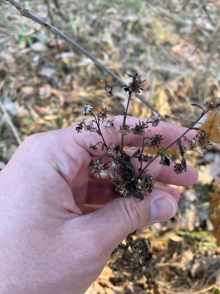 Solidago virgaurea photograph 3