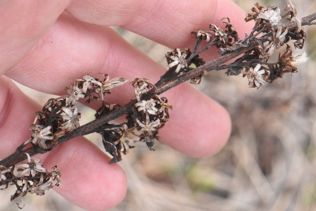 Solidago virgaurea photograph 4
