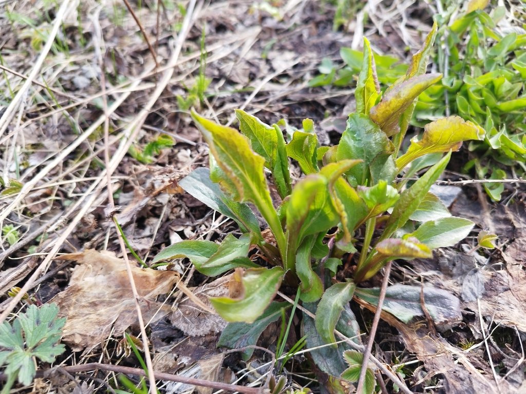 Solidago virgaurea photograph 5