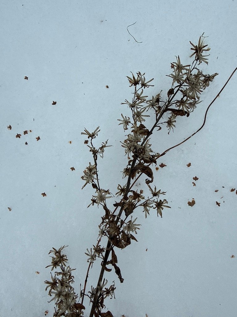 Solidago virgaurea