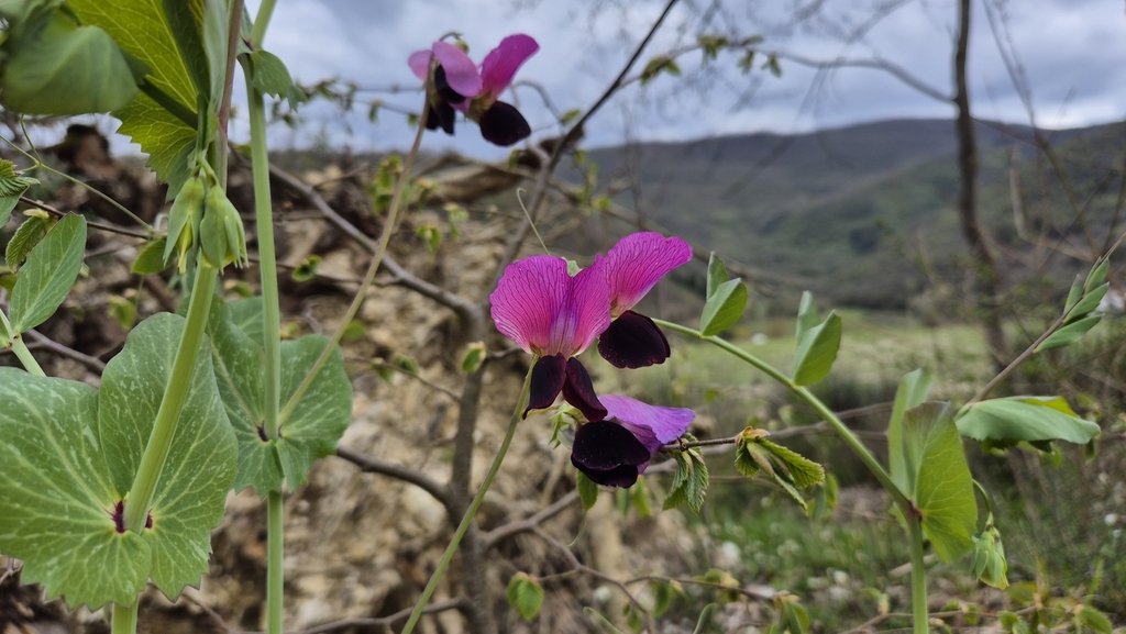 Lathyrus oleraceus photograph 6
