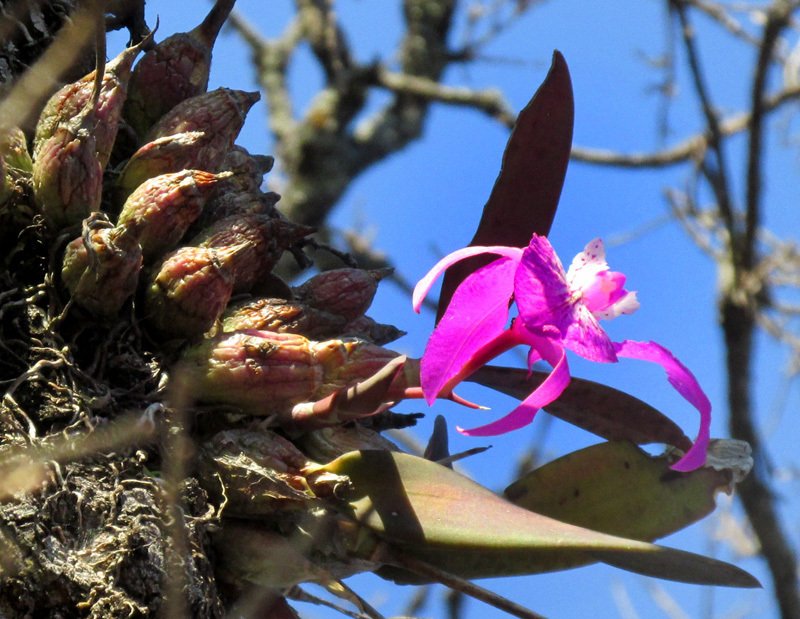 Laelia speciosa