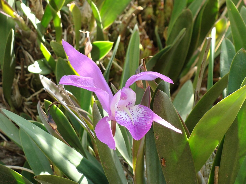 Laelia speciosa photograph 5