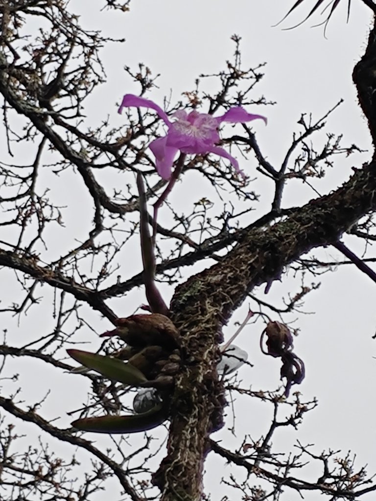 Laelia speciosa photograph 4
