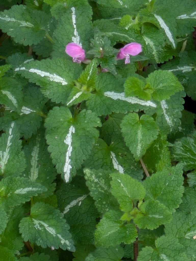 Lamium maculatum photograph 2