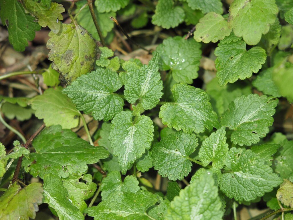 Lamium maculatum photograph 5