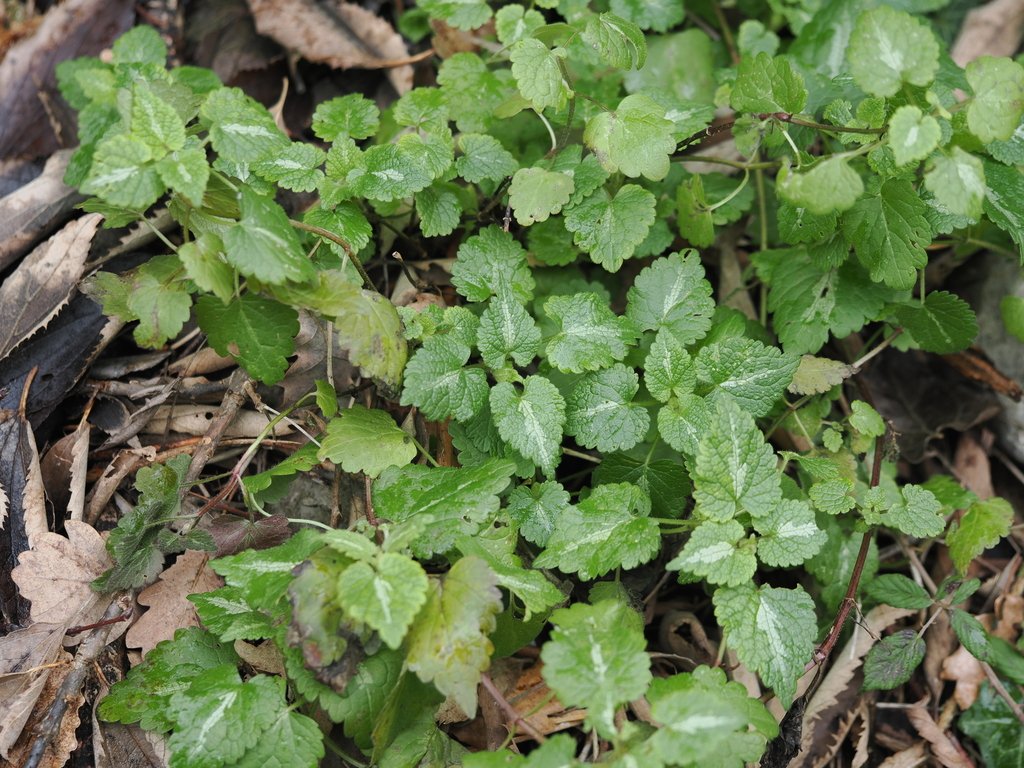 Lamium maculatum