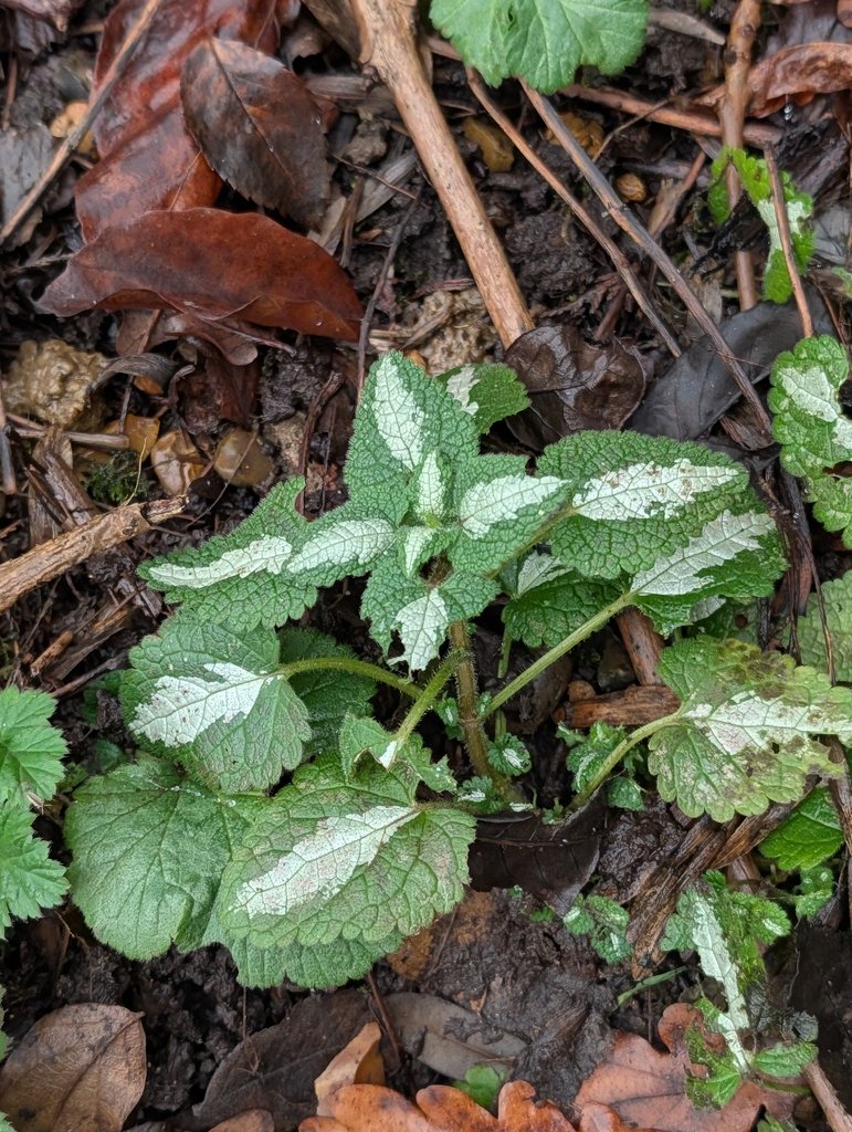 Lamium maculatum photograph 3