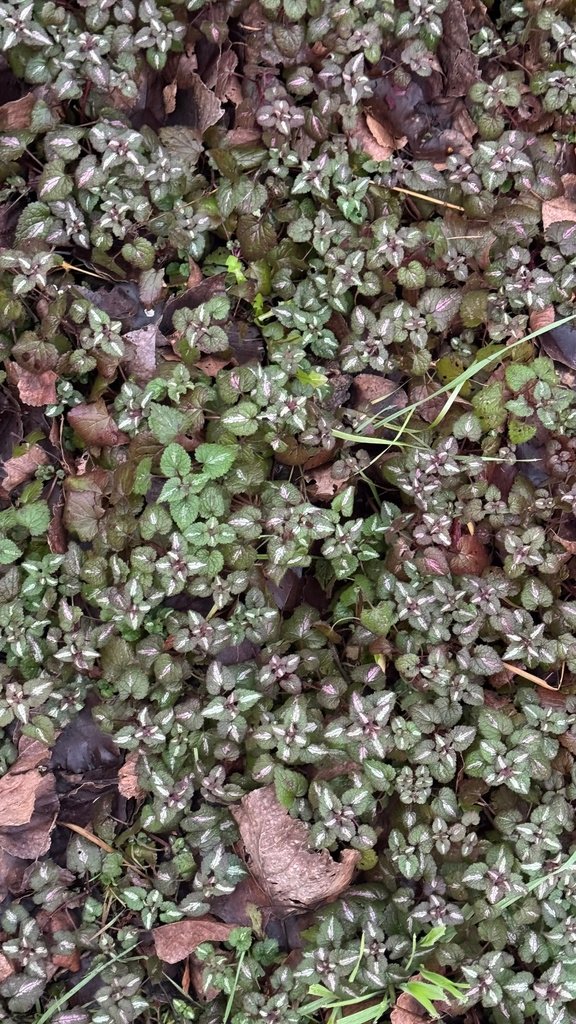 Lamium maculatum photograph 6