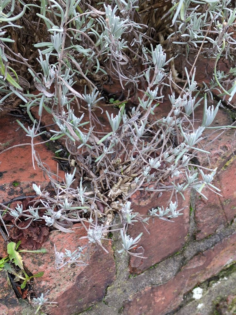 Lavandula angustifolia photograph 5