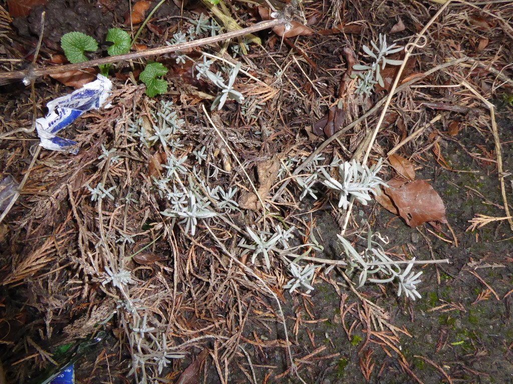 Lavandula angustifolia photograph 6