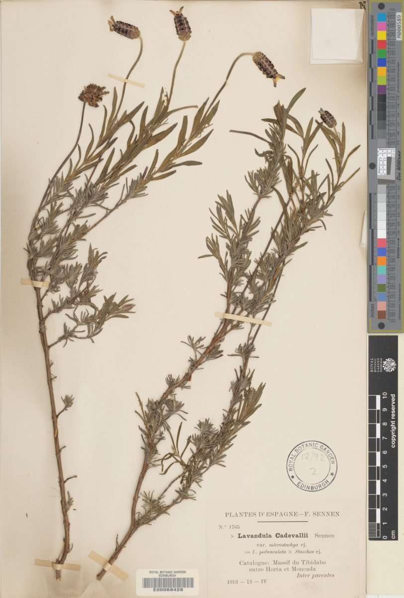 Lavandula × cadevallii photograph 6