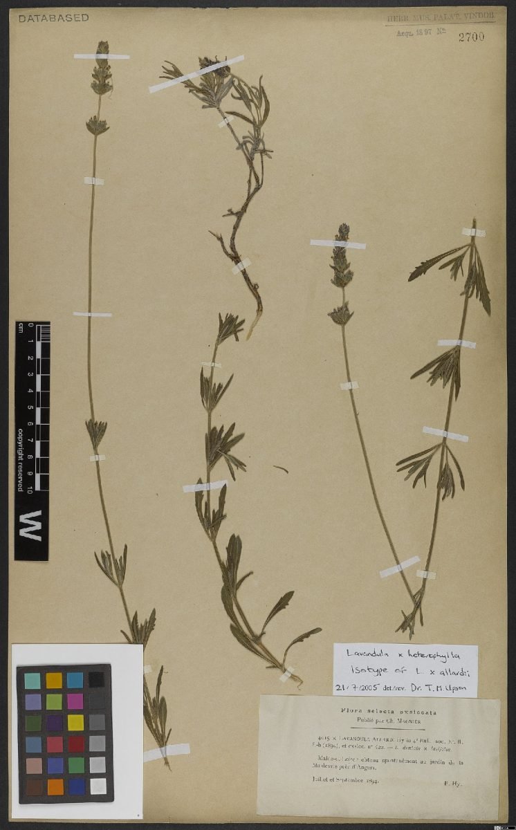 Lavandula × heterophylla photograph 4