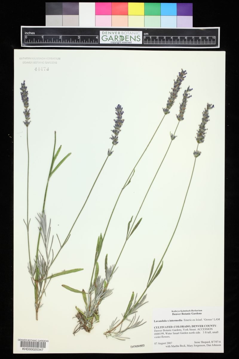 Lavandula × intermedia