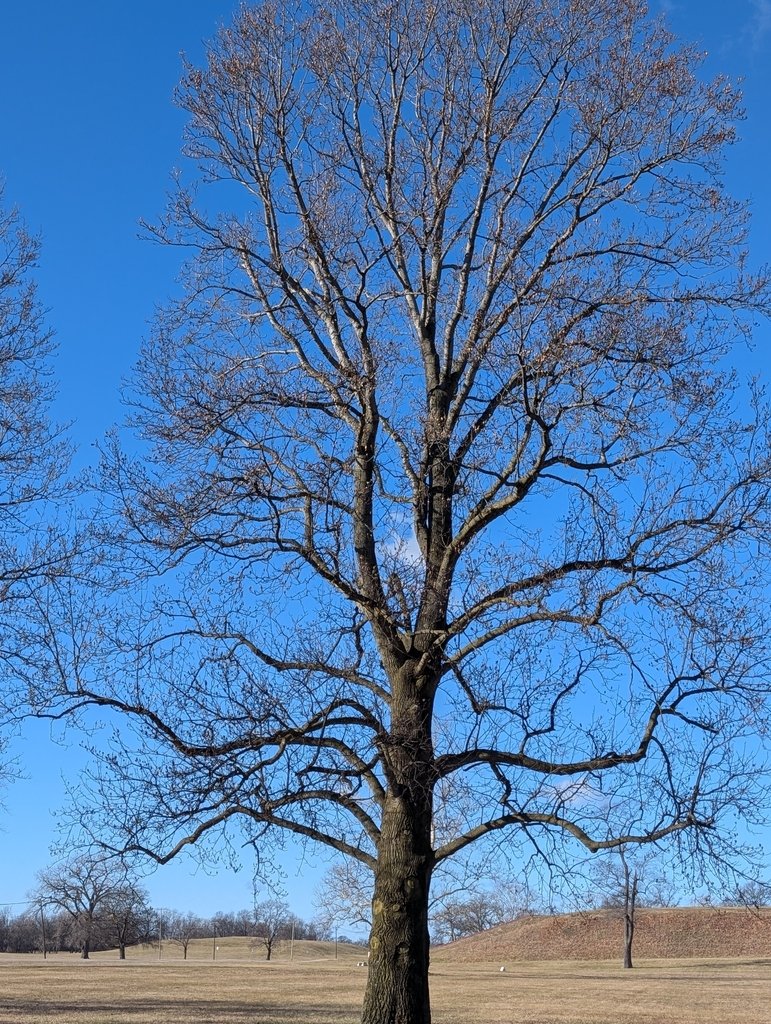 Liriodendron tulipifera photograph 6