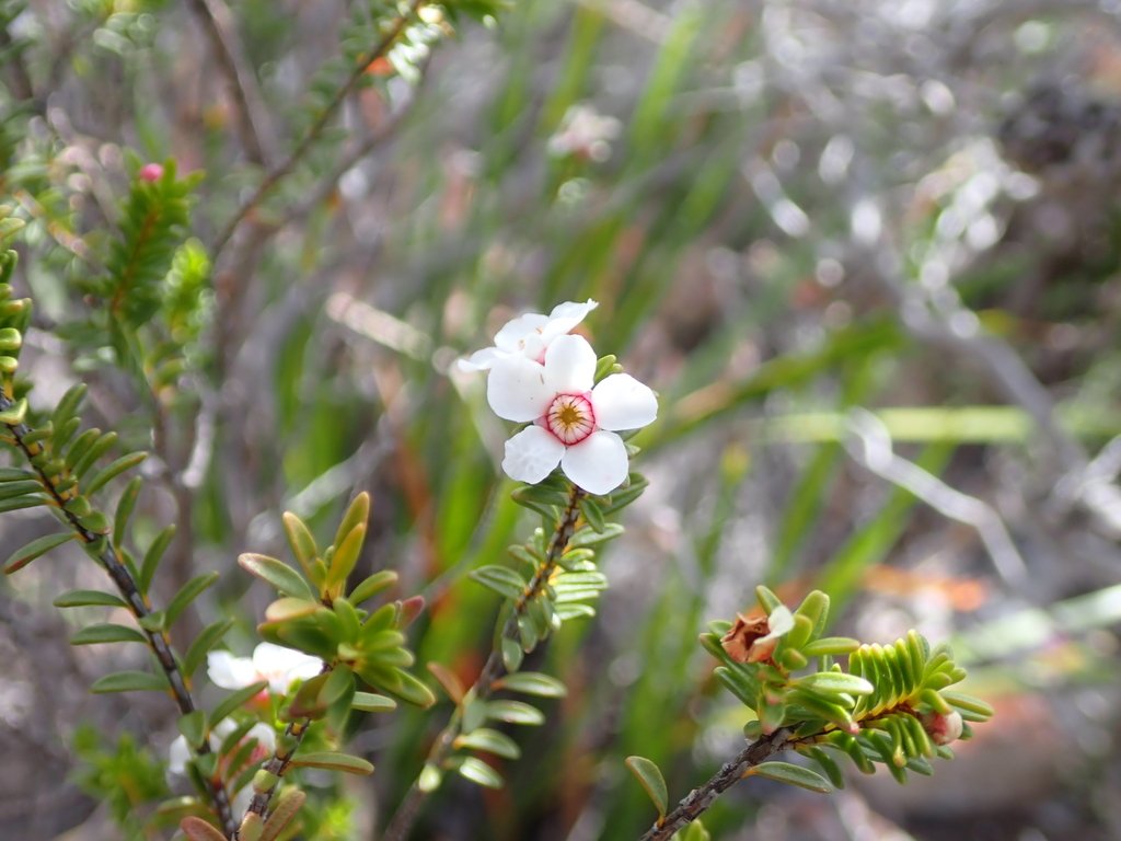 Anticoryne diosmoides