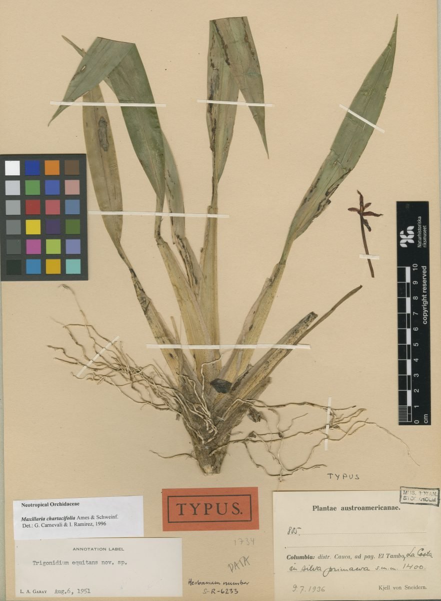 Maxillaria chartacifolia photograph 4