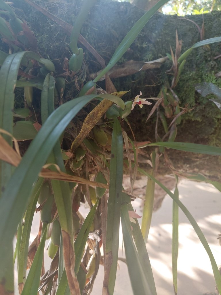Maxillaria oreocharis