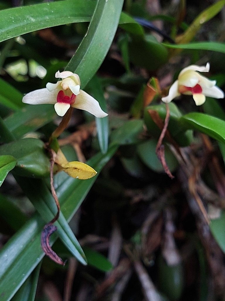 Maxillaria oreocharis photograph 4