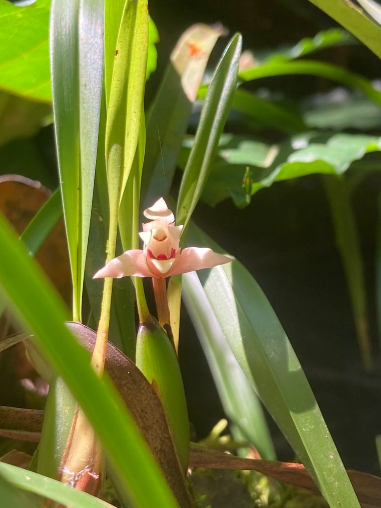 Maxillaria oreocharis photograph 2