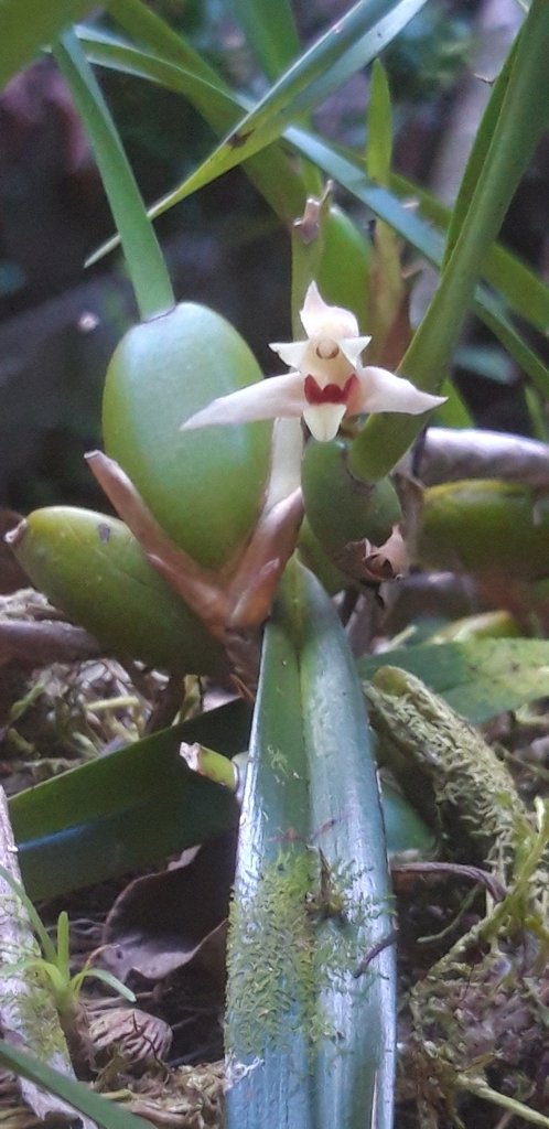 Maxillaria oreocharis photograph 5