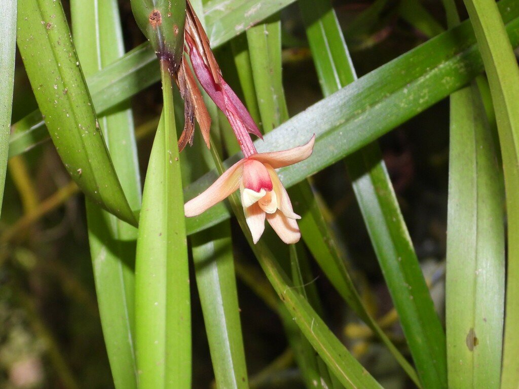 Maxillaria oreocharis photograph 3