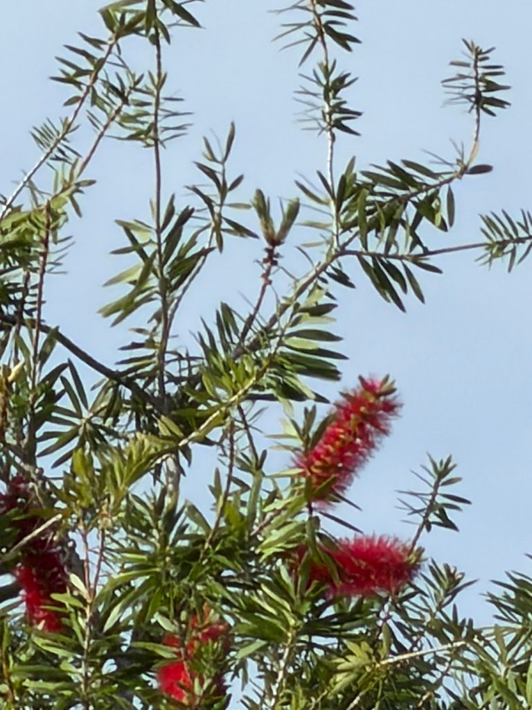 Melaleuca viminalis photograph 2