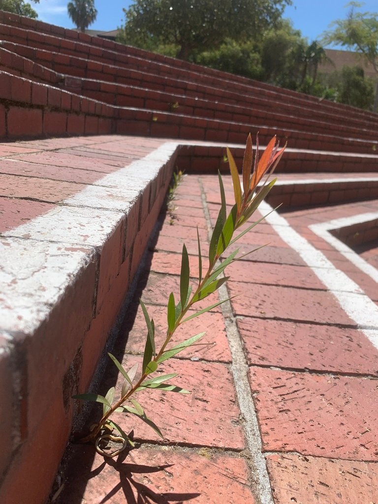Melaleuca viminalis