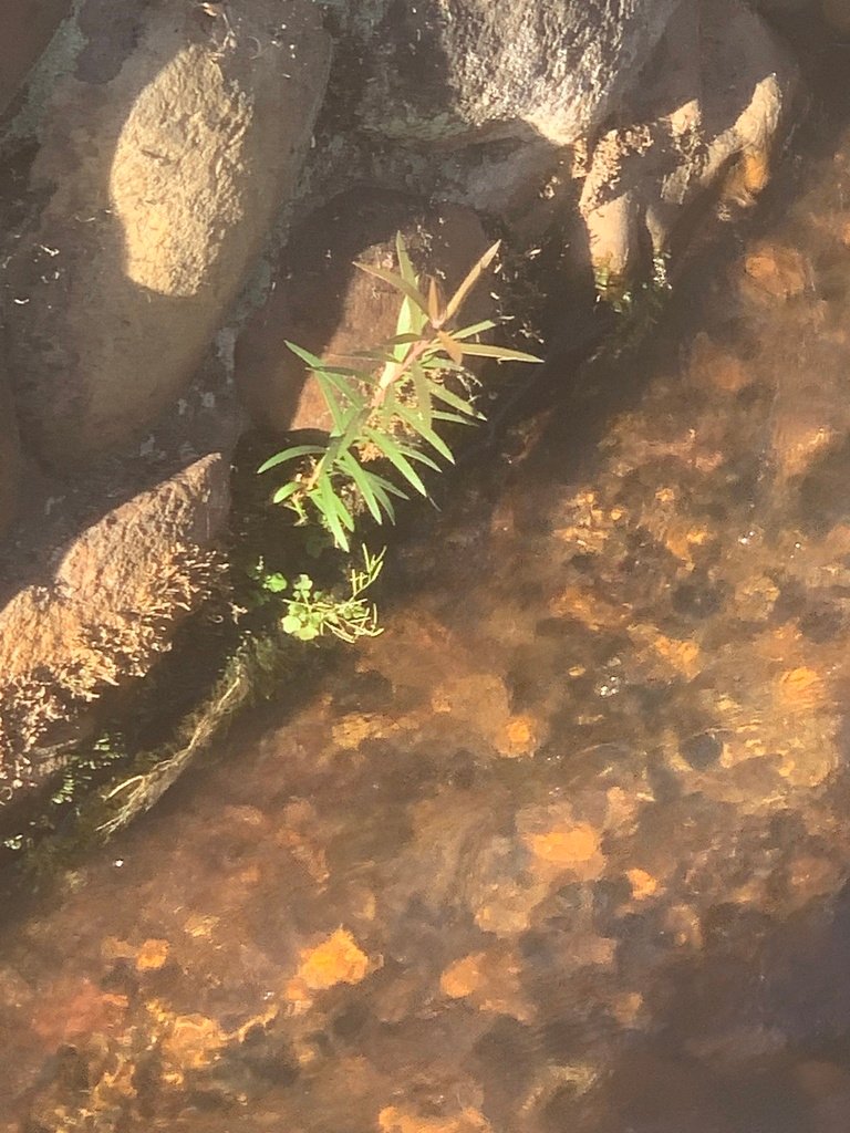Melaleuca viminalis photograph 3