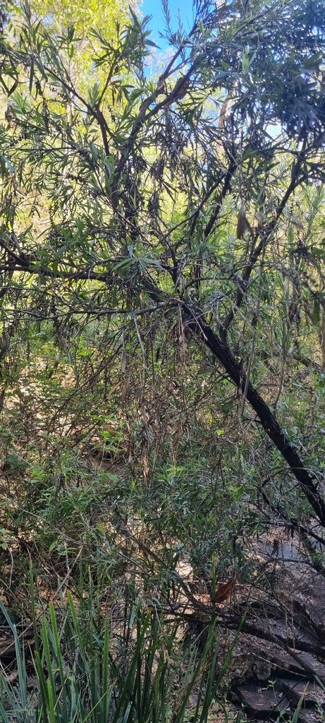 Melaleuca viminalis photograph 6