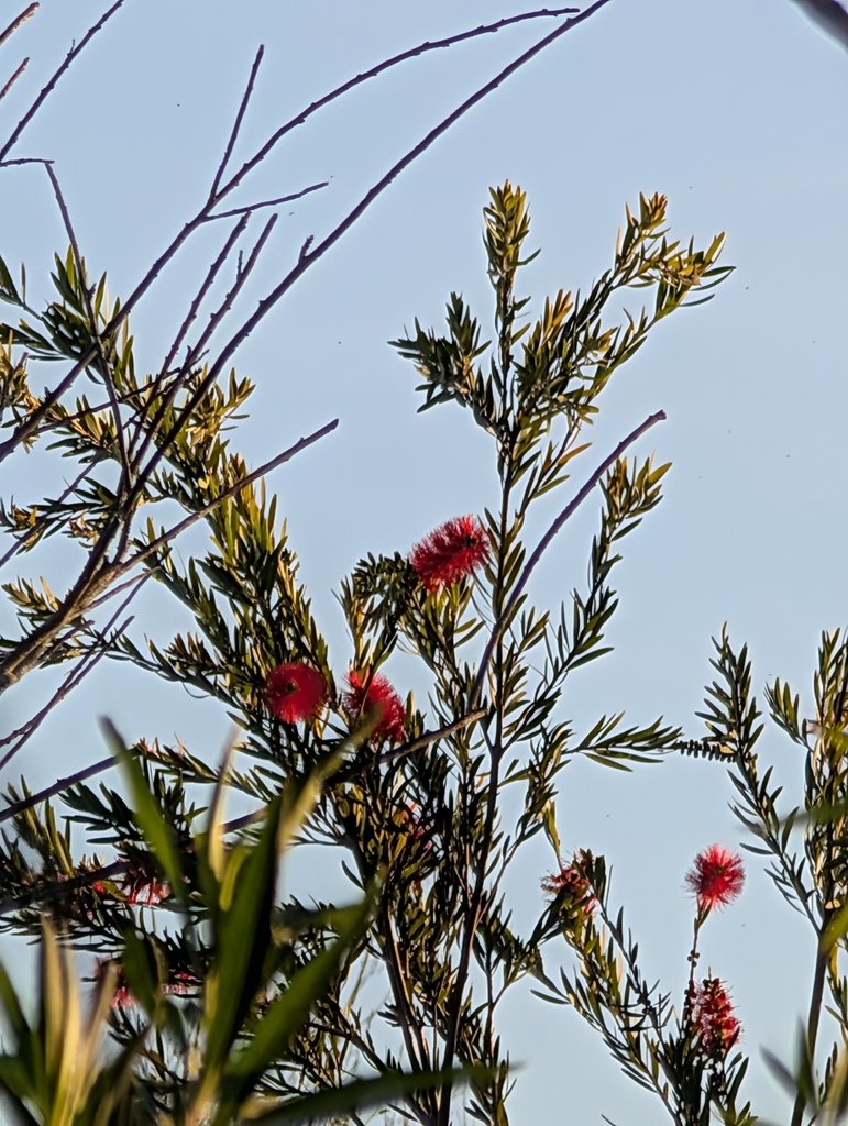 Melaleuca viminalis photograph 5