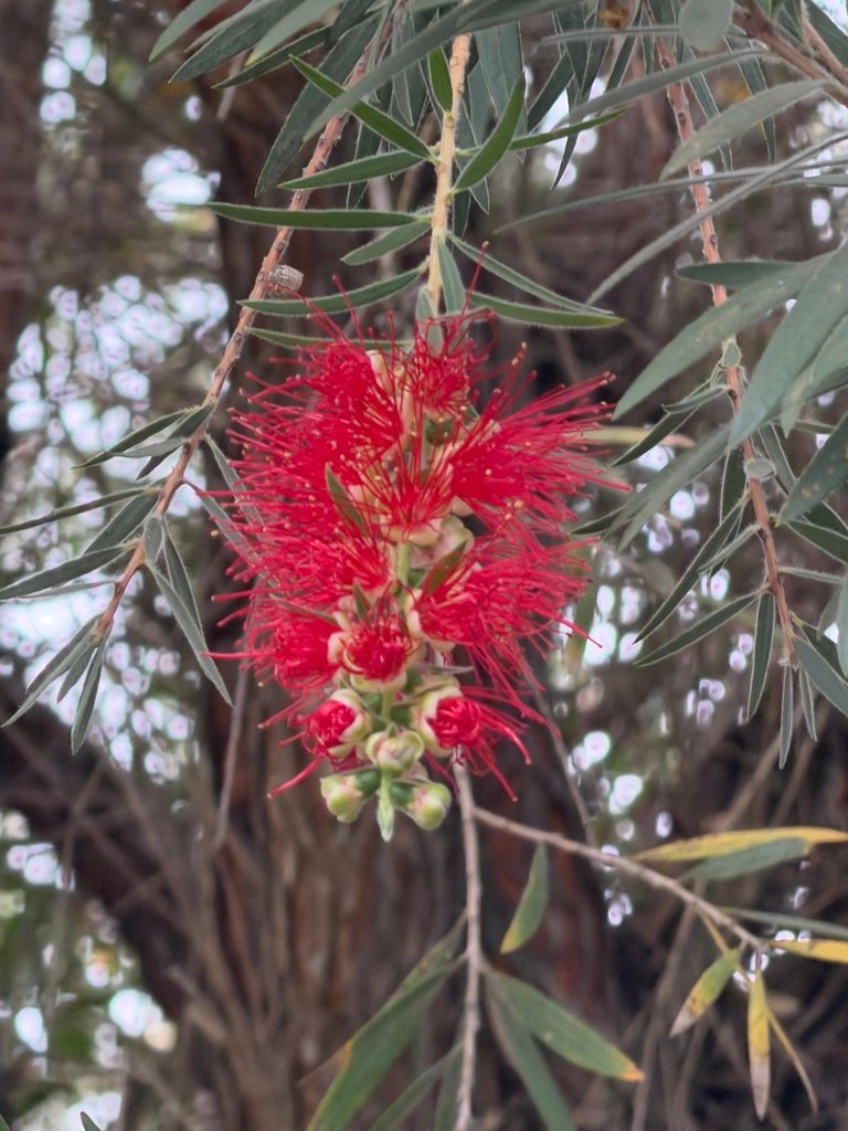 Melaleuca viminalis photograph 4