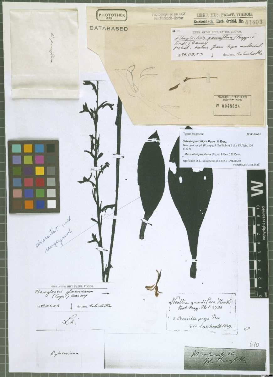 Microchilus pauciflorus photograph 4