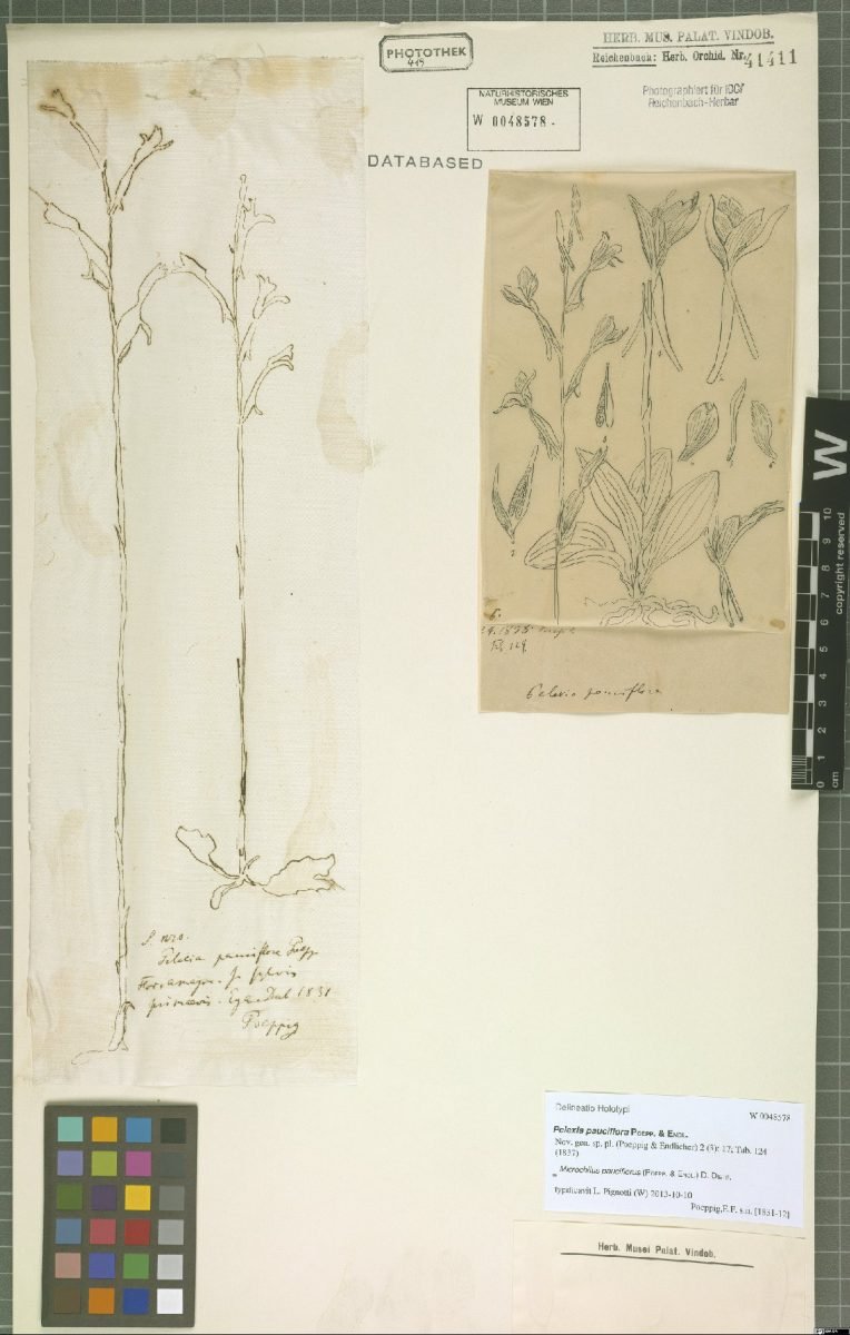 Microchilus pauciflorus photograph 2
