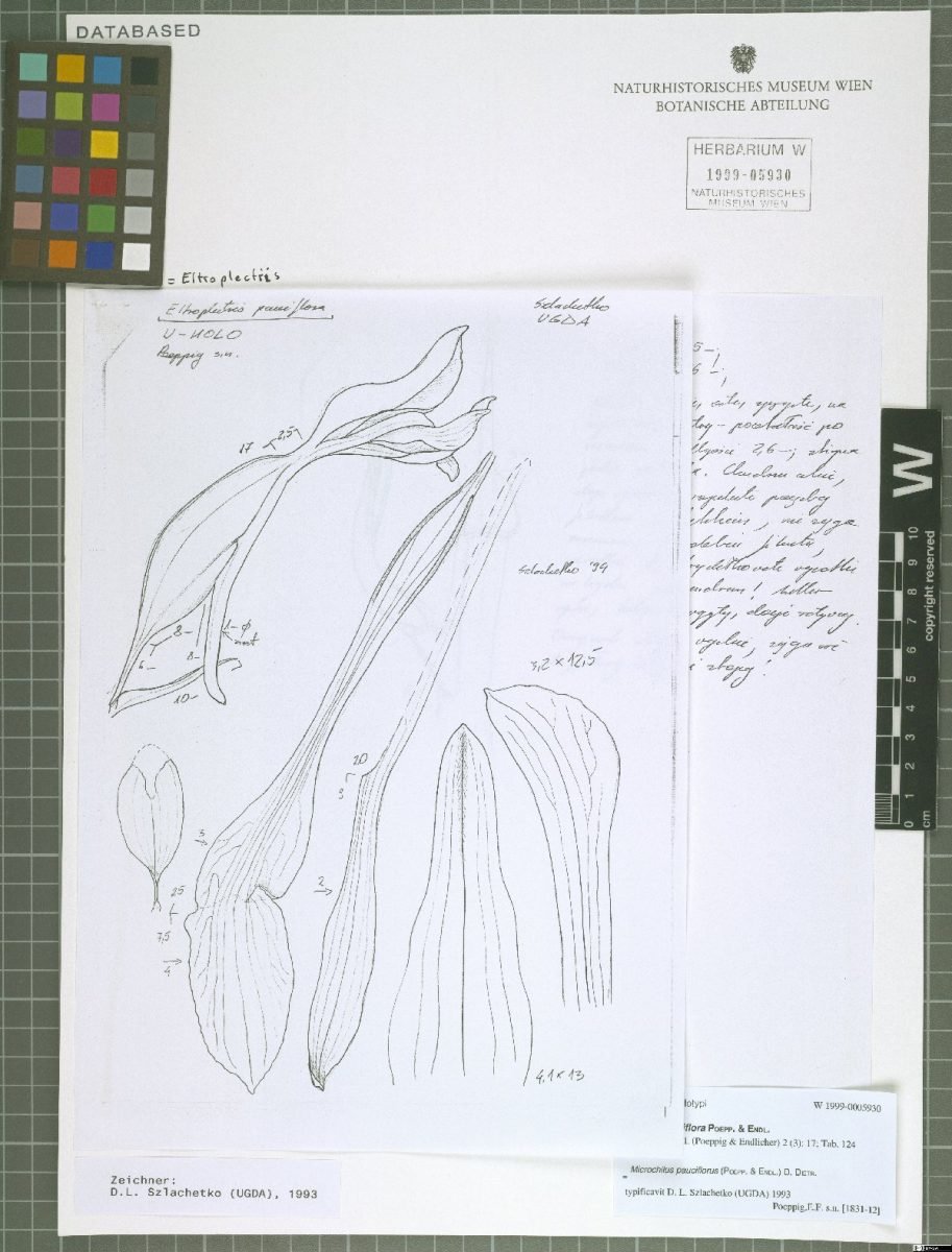 Microchilus pauciflorus photograph 3