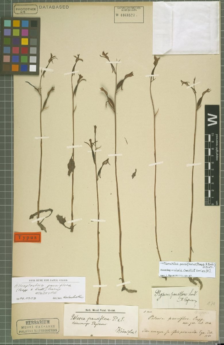 Microchilus pauciflorus