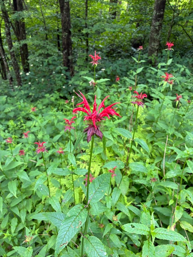 Monarda didyma photograph 6