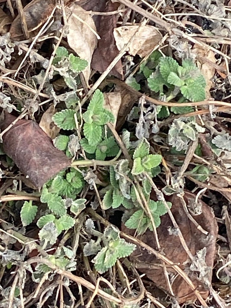 Nepeta cataria photograph 3