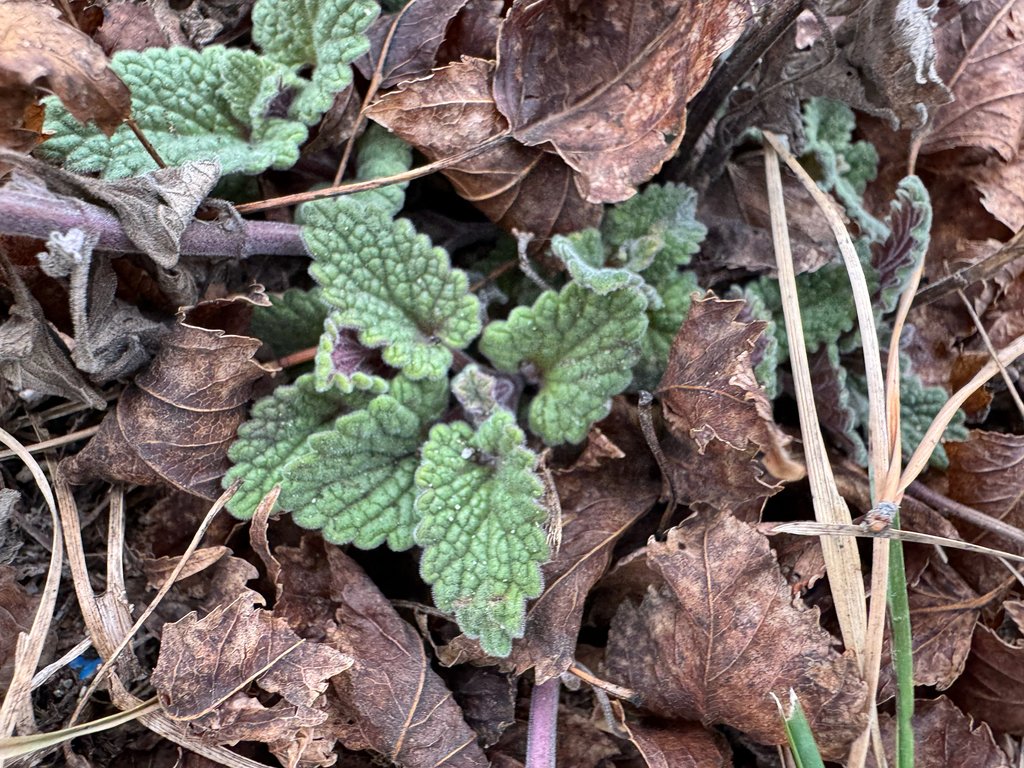 Nepeta cataria photograph 2