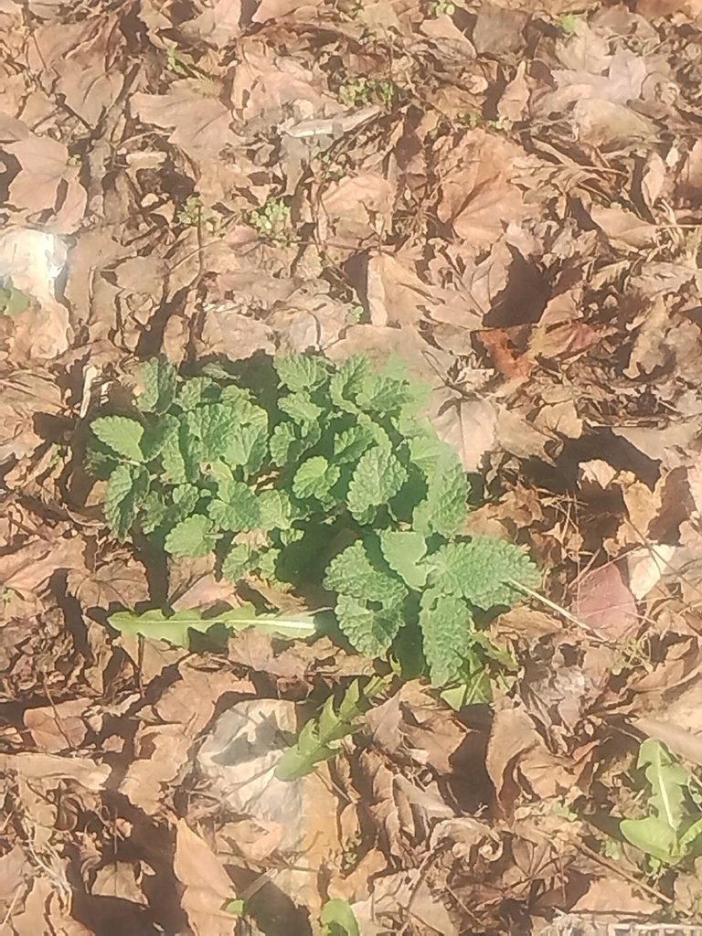 Nepeta cataria photograph 4