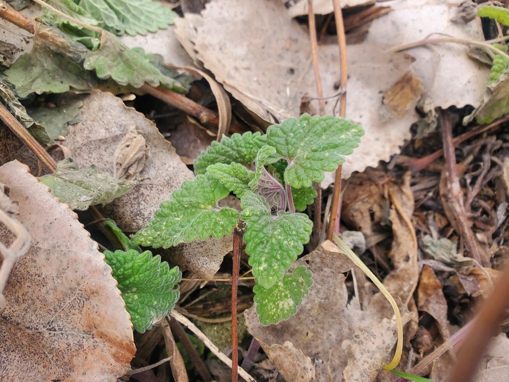 Nepeta cataria