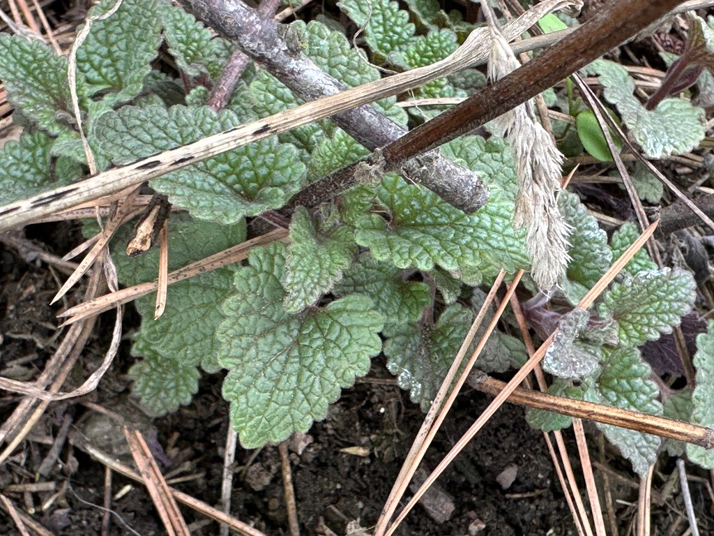 Nepeta cataria photograph 6