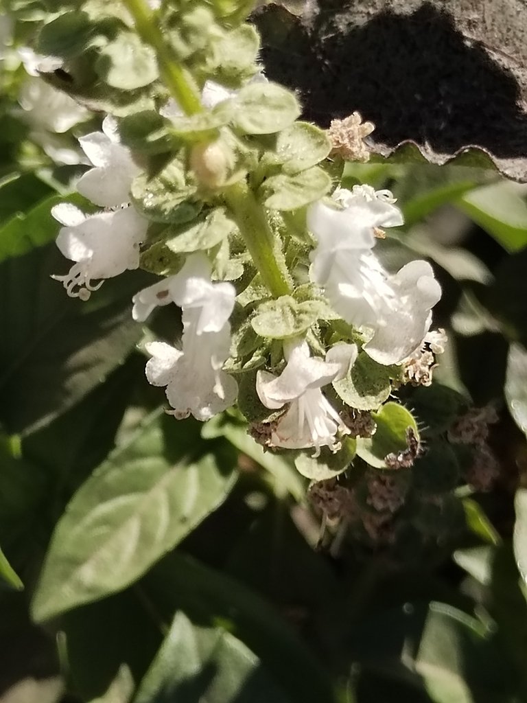 Ocimum basilicum photograph 4