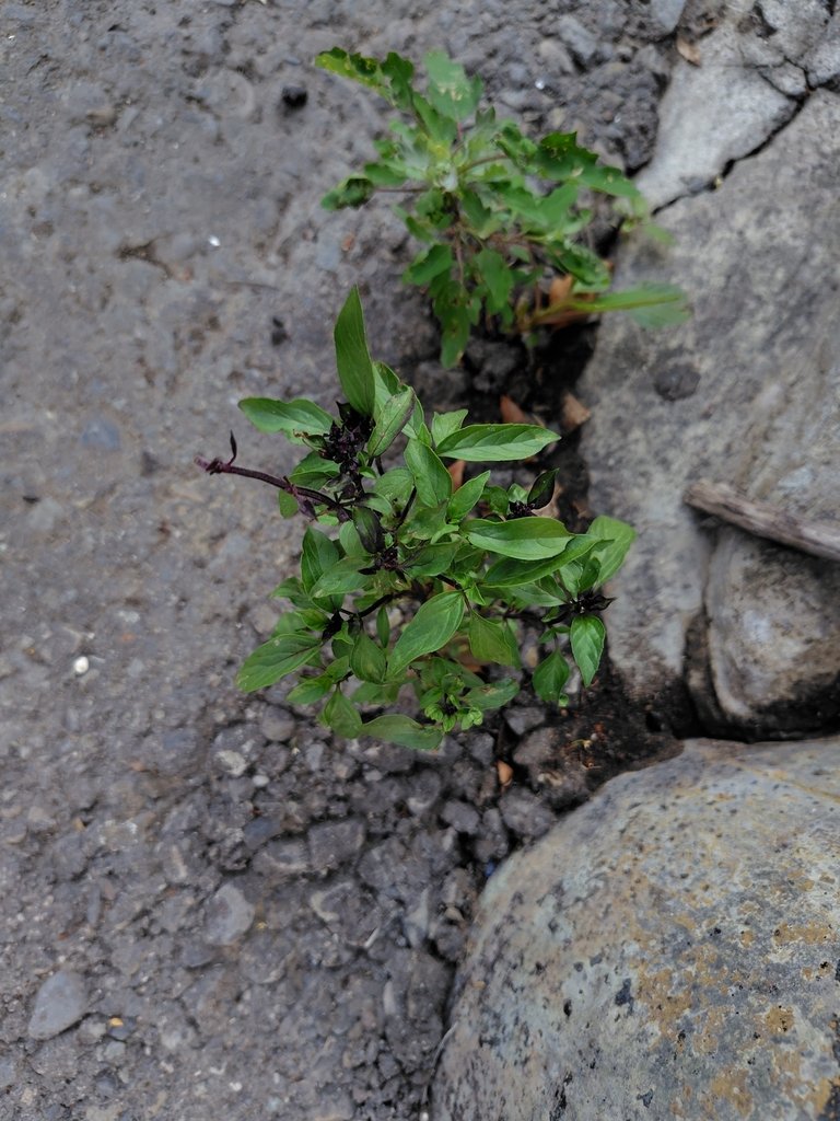 Ocimum basilicum photograph 3