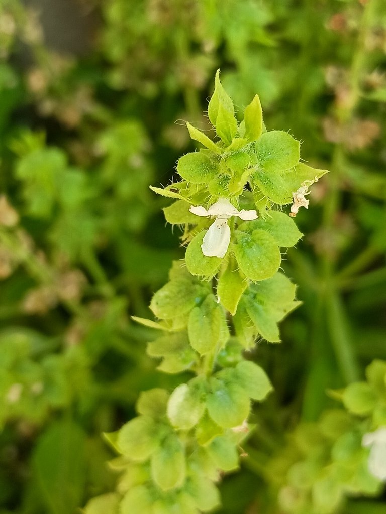 Ocimum basilicum photograph 5